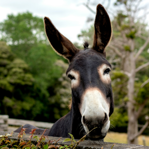 Spitalfields City Farm